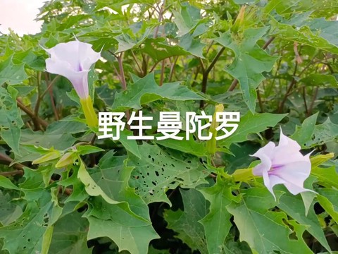 曼陀罗什么作用大话2[图2]