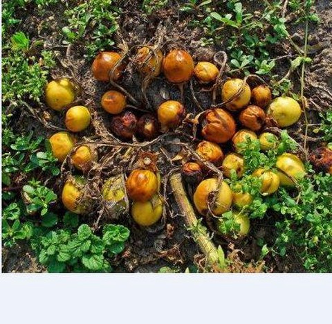 怪物猎人风茄怎么种[图1]